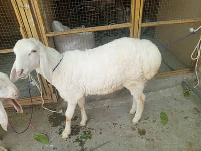 A+ quality white dunba male - pure white  sheep -  dunba sheep goat.