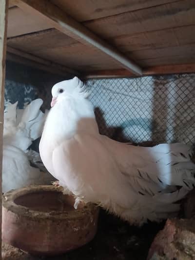 American and ghobara 03117194528