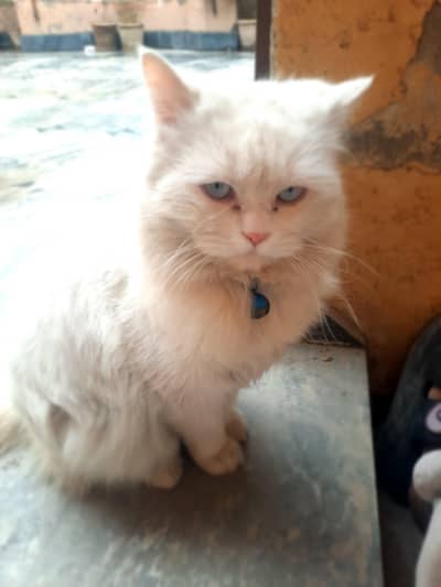 White male blue eyes