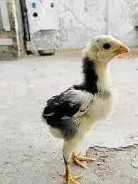 Aseel shamoChick | White Shamo Chicks | Shamo pair | Breeder | hen