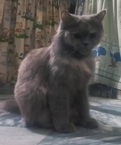 Persian Cats (Breeder Pair)