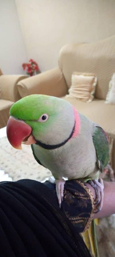 Raw Male parrot