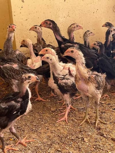 blue black white shamo chicks