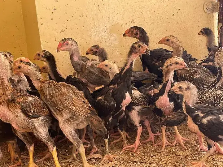 blue black white shamo chicks — photo 3