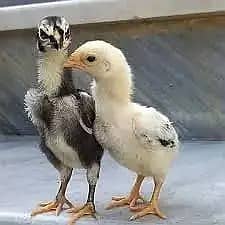 Aseel shamoChick | White Shamo Chicks | Shamo pair | Breeder | hen