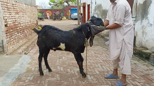 qurbani kay liye bakra
