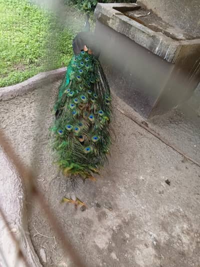 Beautiful Peacock Pair for Sale – Rare & Eye-Catching