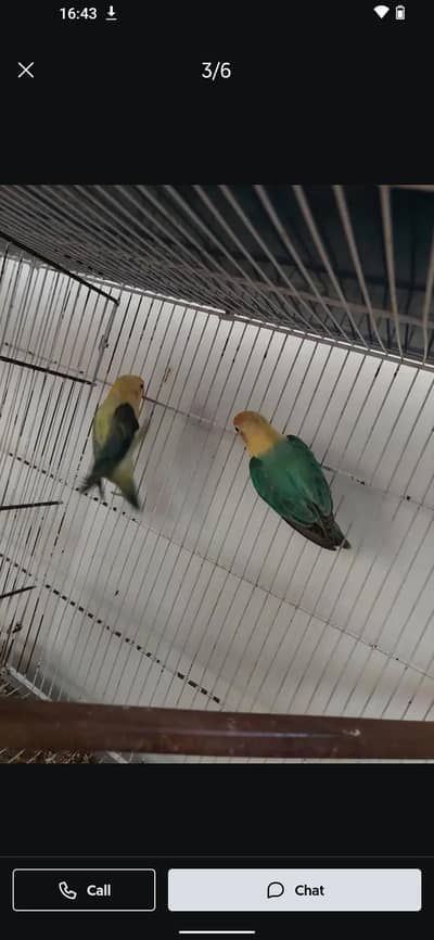 mix love bird 28 piece