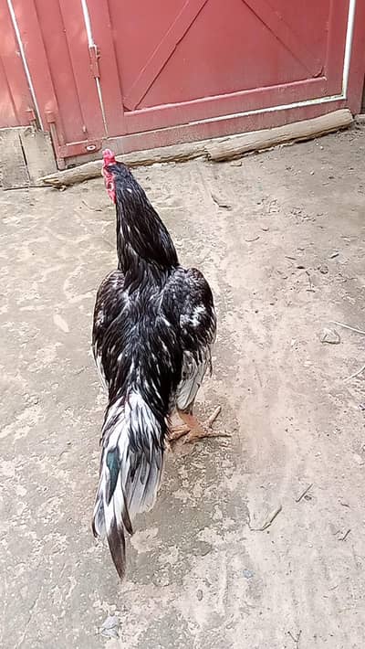 Aseel murga , Aseel chicks & Desi  Eggs