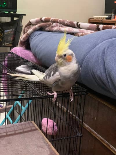 hand tame cocktail Breeder. singing pair