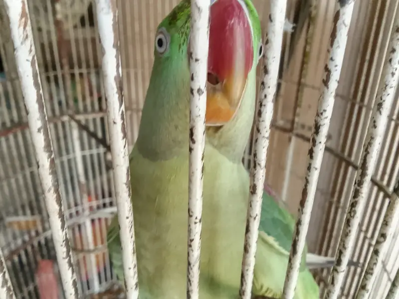 RAW PARROT PAIR
