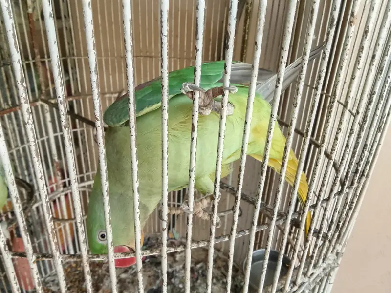 RAW PARROT PAIR — photo 2