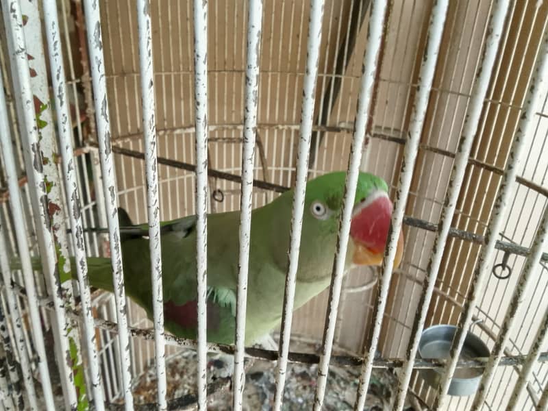 RAW PARROT PAIR 2