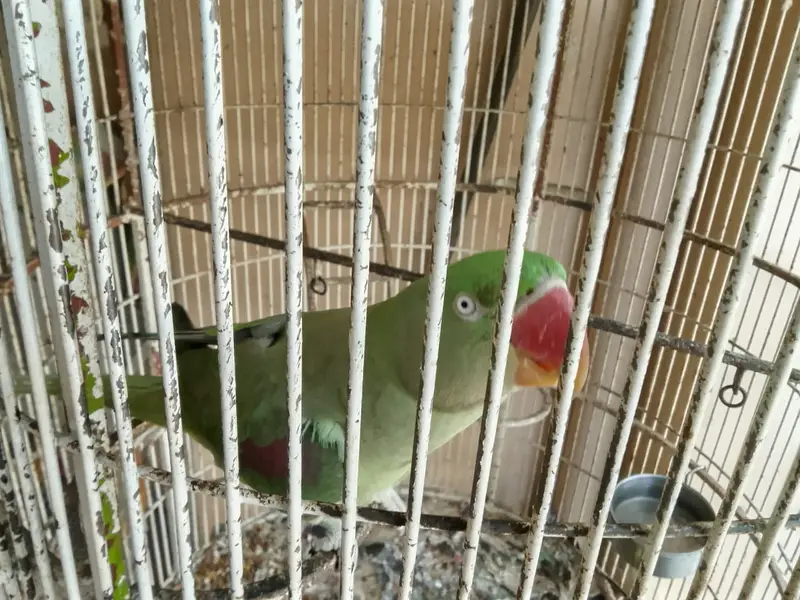 RAW PARROT PAIR — photo 3