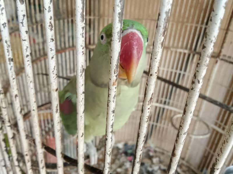 RAW PARROT PAIR 3
