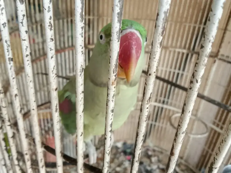 RAW PARROT PAIR — photo 4