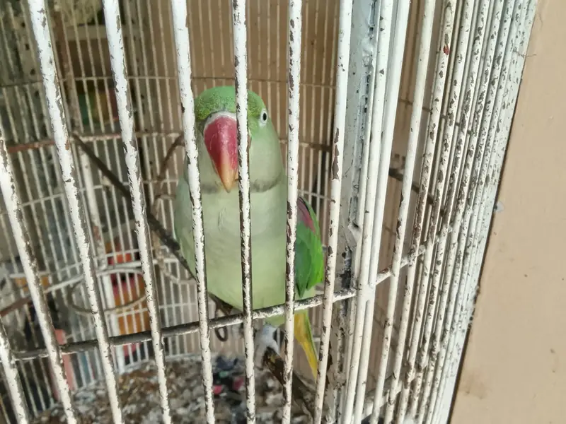 RAW PARROT PAIR — photo 5