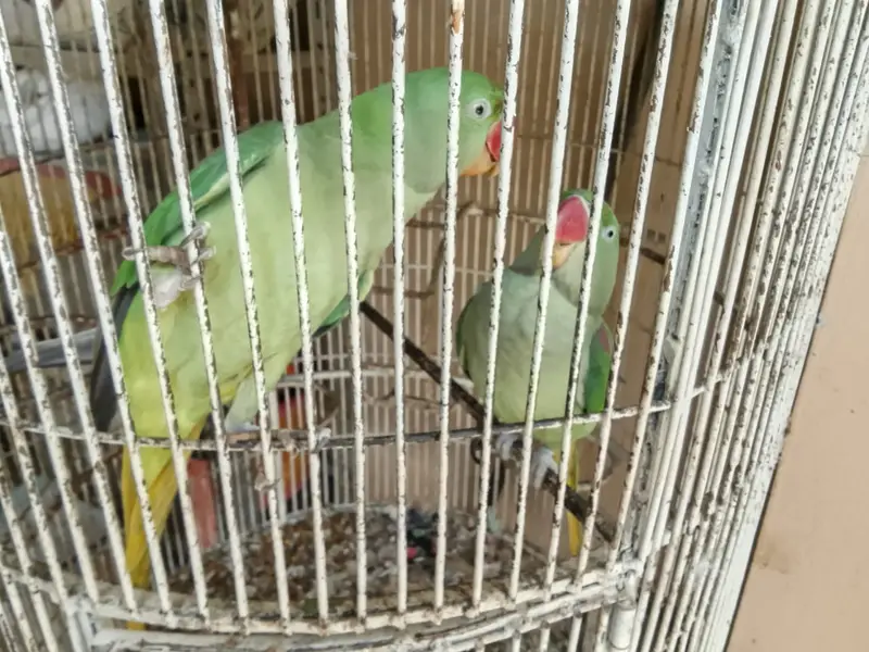 RAW PARROT PAIR — photo 6
