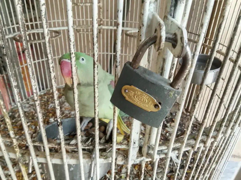 RAW PARROT PAIR — photo 7