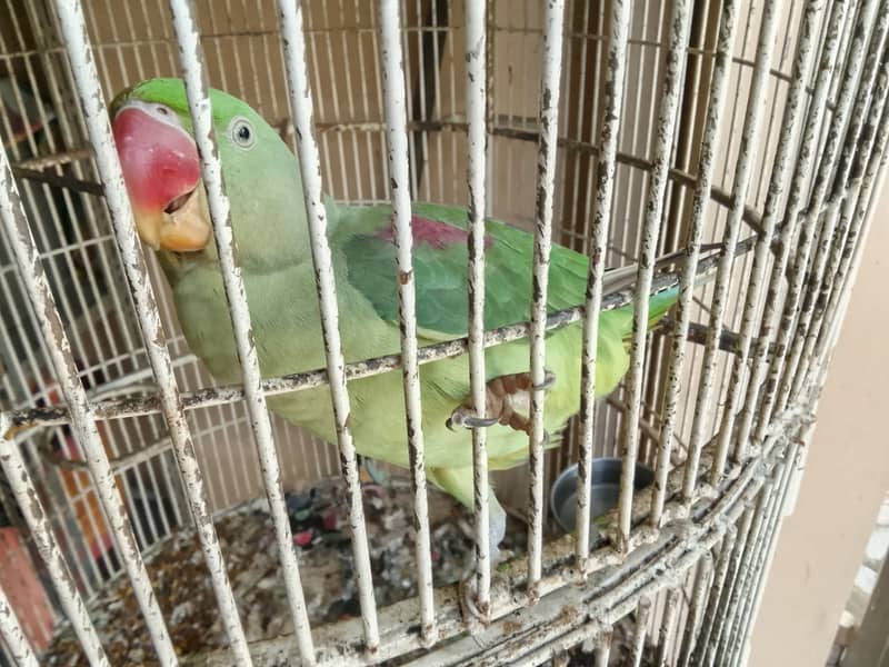 RAW PARROT PAIR 7