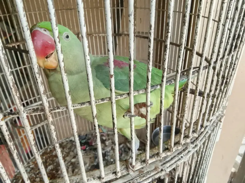 RAW PARROT PAIR — photo 8