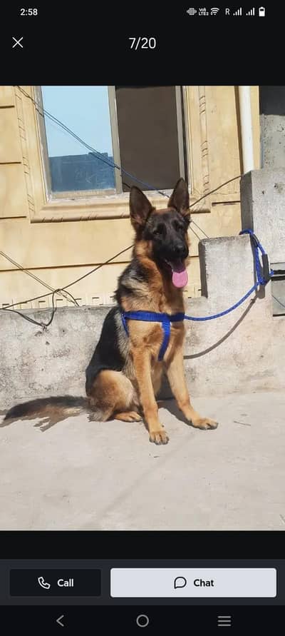 Male stock coat female  plush coat