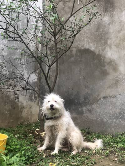 Poodle female available for sale