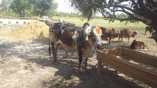 Qurbani Bulls for sale