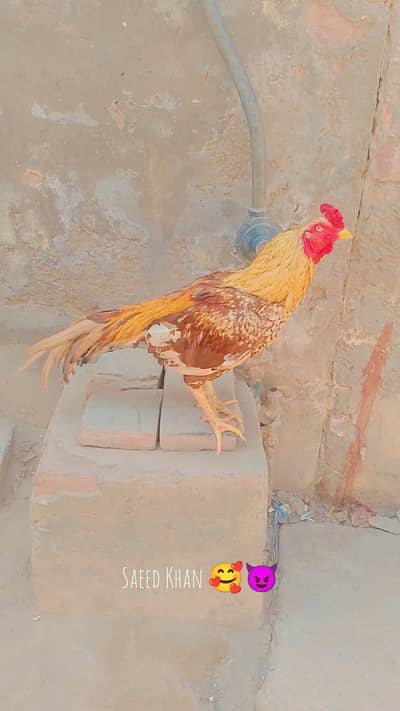 nayab aseel murgha one eye