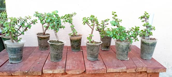 Live Jade Plant |for Office and Home | Free Delivery