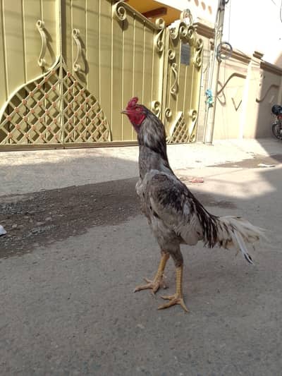 pure aseel murga salata