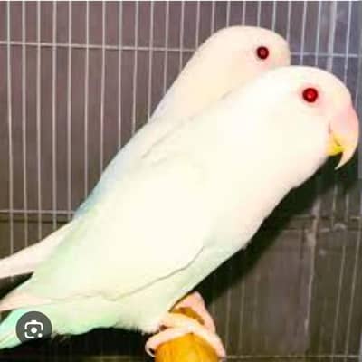 "Albino Red Eyes Love Birds Breeder Pair for Sale"