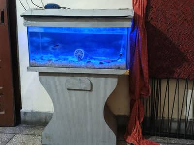 Fish Aquarium