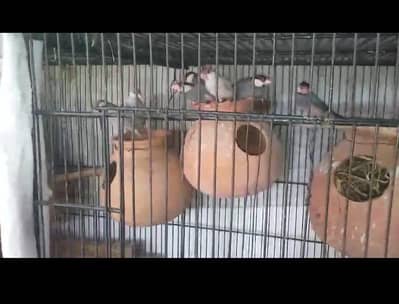 Fawn,Grey,Silver breeder pair