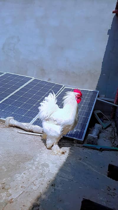 achi  quality Mai hai murga Sirf murga sell karna hai