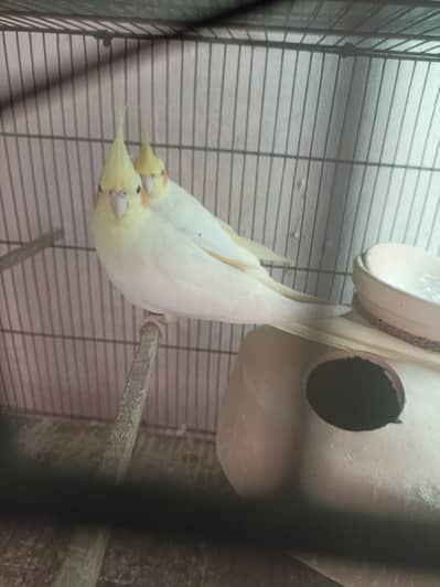 Cocktail jambo size pair ready to Breed