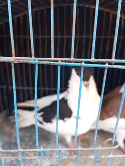 Sherazi Pigeons for sale