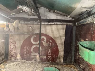 Fon Java pathy for sale urgent