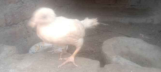 Aseel Hera chicks for urgent sale