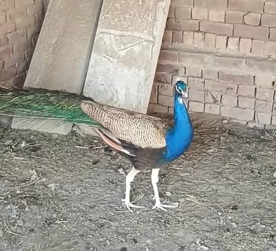 Indian Blue Peacock
