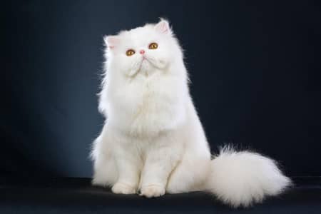 Persian cat