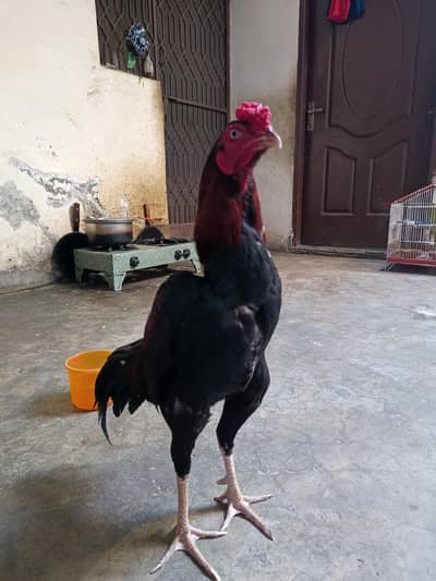 Pure Aseel Birds pure Mianwali Aseel