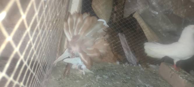 1000 1 pice ke price