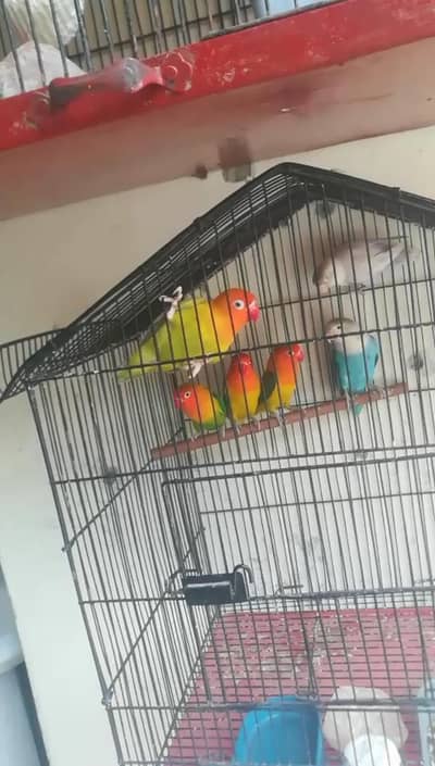 6 piece love bird ka sale Karna hai one piece 1250 Jo 6 la ga 8hazar