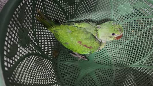 kashmiri raw parrot male chick for sale