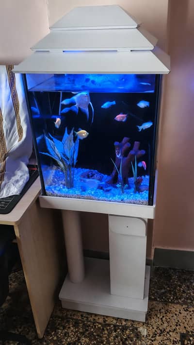 Aquarium H 2 x W 1.5 Ft with fish and all setup