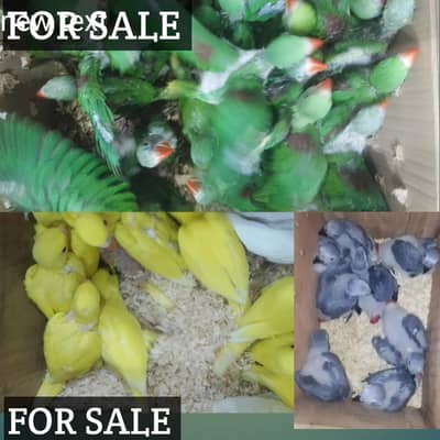 African grey yellow  white  raw green Ring