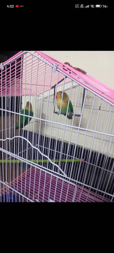 lovebirds fisher pair with cage