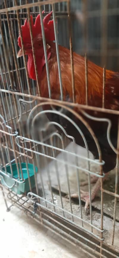 murgha rooster murga