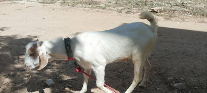 all healthy and active